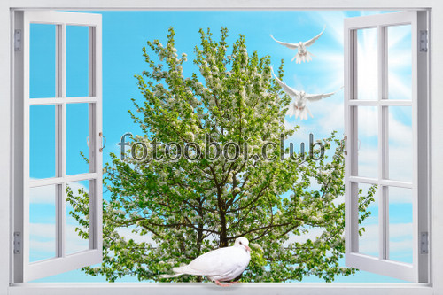на стену, стена, открытое окно, голуби, птицы, дерево, сакура, вишня, яблоня