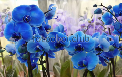 цветы, синие орхидеи, 3д, 3d, дизайнерские